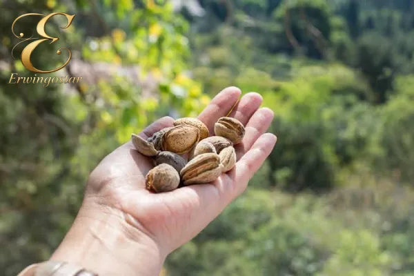 کاربرد بادام ایرانی در صنایع غذایی